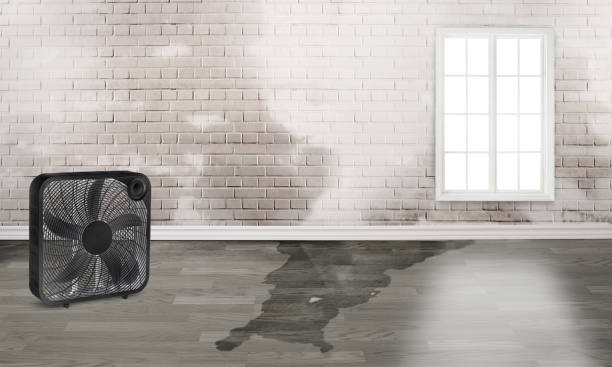 Best Carpet water damage restoration  in Carmi, IL